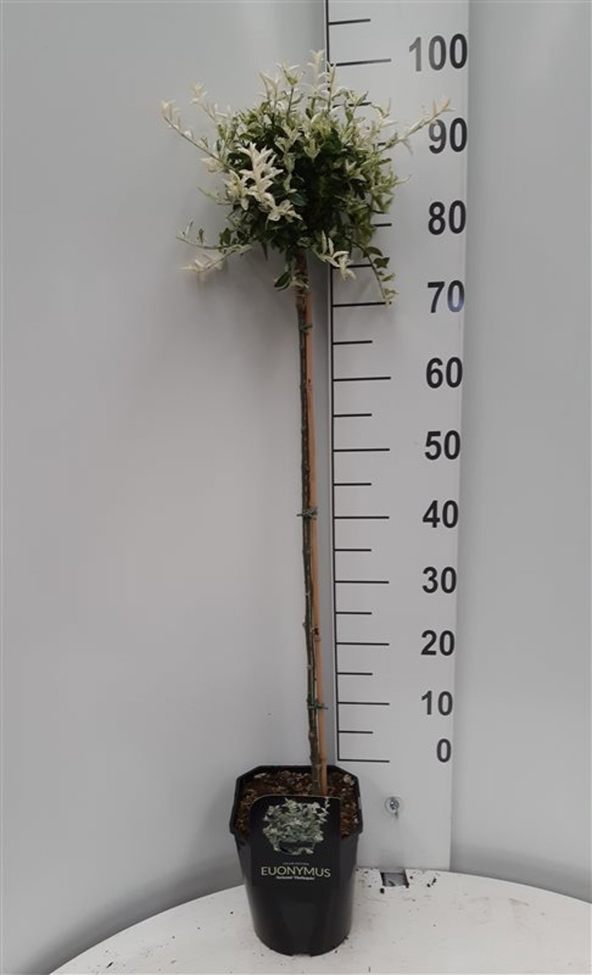 Euonymus fort. 'Harlequin' - 80 CM Stem C5